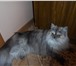 Foto в Домашние животные Вязка красивая кошечка ПЕРС ищет для вязки котика в Вологде 1 000