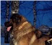 Изображение в Домашние животные Вязка собак Предлагаю для вязки (мальчика) Кавказскую в Костроме 0