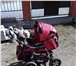 Изображение в Для детей Детские коляски Продам в отличном состоянии коляску-трансформер в Бийске 5 000