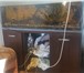 Фото в Домашние животные Рыбки Продам аквариум и рыбок.1- аквариум 250 литров. в Томске 15 000