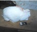 Фото в Домашние животные Другие животные СРОЧНО! продам кроликов больших пород есть в Ростове-на-Дону 1 250