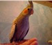 Изображение в Домашние животные Птички Продам птенцов попугаев Корелла.Окрас жемчужный в Североуральск 2 000