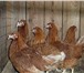 Фото в Домашние животные Птички Куры-несушки Хайсекс, возраст 11-12 мес,отличная в Тольятти 190