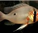 Изображение в Домашние животные Рыбки Продаю аквариумную рыбу оптом и розницу, в Белокуриха 40