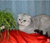 Изображение в Домашние животные Вязка Шотландский вислоухий котик приглашает на в Подольске 2 000