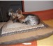 Фотография в Домашние животные Вязка собак Мини йорк  РКФ, возраст 2,5 года, развязан, в Тихвин 1