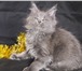 Продаем чистокровных котят мейн-кун 401690 Мейн-кун фото в Москве
