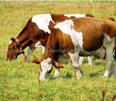 Изображение в Домашние животные Другие животные Продам бычком симментальской породы. Крупнорогатые в Нижнекамске 20 000
