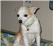 Фото в Домашние животные Вязка собак Активный мальчик Той-терьер (2,5 кг), окрас в Ижевске 1 500
