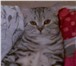 Фотография в Домашние животные Вязка Опытный британский красавчик приглашает кошек в Барнауле 1 000
