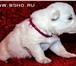 Чудесные щенки Белой Швейцарской Овчарки, 20 сентября 2010 родились долгожданные щенки очень интер 66535  фото в Красноярске