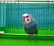 Foto в Домашние животные Другие животные В связи с переездом продам волнистого попугайчика, в Владивостоке 1 500