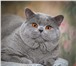 Британские короткошерстные котята 3385703 Британская короткошерстная фото в Москве