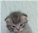 Продам котенка шотландской вислоухой 2088605 Скоттиш фолд фото в Находке