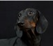 Фотография в Домашние животные Вязка собак Молодой кобель стандартной гладкошерстной в Москве 4 000