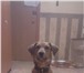 Фото в Домашние животные Вязка собак 4 года 2 месяца, среднего роста, рыжий цвет в Омске 0