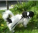 Фотография в Домашние животные Вязка собак Кобель пекинеса,  окрас черно-белый,  возраст в Мурманске 10