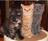 Британские короткошерстные плюшевые котята медвежьего типа: голубой шикарный кот, отличные кошки: 68813  фото в Москве
