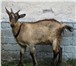 Изображение в Домашние животные Другие животные Козлу 7 месяцев, коза младше на 2 недели. в Брянске 6 000
