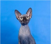 Продаем котят породы Канадский Сфинкс или Бамбино,  Котята очень добрые, забавные и ласковые он п 68960  фото в Москве