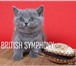 Британские котята купить в питомнике «british symphony», 154712  фото в Володарск