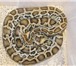 Изображение в Домашние животные Другие животные Краснодарский питомник рептилий и экзотических в Оренбурге 3 000