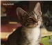 Foto в Домашние животные Отдам даром Пристраиваются три замечательных котенка. в Москве 0