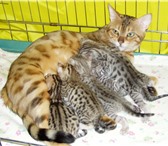 Новосибирск, Продаются бенгальские котики breed-класса, на 20, 03, 11 возраст 2 мес, Мама - show-к 69784  фото в Новосибирске