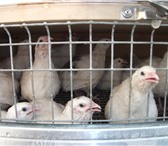 Foto в Домашние животные Птички продам перепелов разных пород, американский в Новосибирске 100