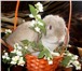 Фотография в Домашние животные Другие животные В Питомнике декоративных кроликов "Красная в Москве 6 500