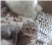 Фото в Домашние животные Вязка Приглашаем на вязку кота прямоухого шотландской в Москве 0