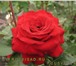 Foto в Домашние животные Растения Морозостойкие парковые розы почтой осень в Москве 200