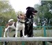 Foto в Домашние животные Услуги для животных Предлагается передержка для некрупной собаки в Москве 300