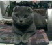 Foto в Домашние животные Вязка Кошечка вислоухая шотландка ищет котика для в Раменское 500