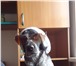 Изображение в Домашние животные Вязка собак молодой, энергичный кобелек 3-х лет, иногородний, в Улан-Удэ 0