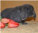 Foto в Домашние животные Грызуны Предлагаем Вам купить крольчат, которых разводят в Нижнекамске 2 000