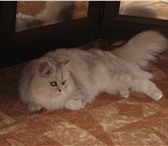 Фото в Домашние животные Вязка Ищем котика персидской породы для вязки с в Волгограде 0