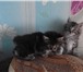 Продам котят 1172328 Курильский бобтейл фото в Ангарске
