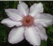 Фото в Домашние животные Растения Клематис – это многолетняя, обильно и длительно в Сочи 150