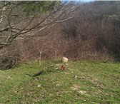 Изображение в Недвижимость Земельные участки Участок расположен в экологически чистом в Ялта 2 700 000