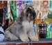 Продаются щенки перцового цвергшнауцера 141802  фото в Хабаровске