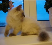 Cибирские  (Невские маскарадные котята) 157837  фото в Березниках