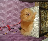 Фото в Домашние животные Вязка собак Предлагается для вязки миниатюрный Шпиц из в Самаре 5 000