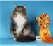 Продаются котята редкой в России породы - норвежская лесная, С документами, Котята из двух пометов 69741  фото в Нижнем Новгороде