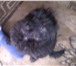 Продам щенка 1642130 Йоркширский терьер фото в Кемерово