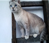 Фото в Домашние животные Отдам даром Кошечка, ласковая, очень любить людей, игривая. в Прокопьевске 0