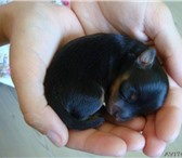 Продаются щенки длинношерстного тоя, Малыши рождены 12 ноября, с 22 декабря их можно будет забрать 67042  фото в Новосибирске