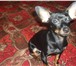 Фотография в Домашние животные Вязка собак Красавчик той-терьер (стандарт) ищет подружку в Хабаровске 5 000