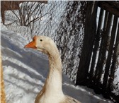 Фото в Домашние животные Птички Продам гусаков Линдовской порода 11 месяцев. в Нижнем Новгороде 2 300