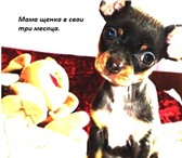 Продам щенка мальчик Порода Пинчер 1416648 Чихуахуа фото в Горно-Алтайске